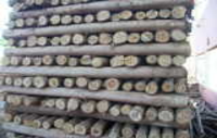 Escoramento de Eucalipto 3 Mts, 4 Mts, 5 Mts